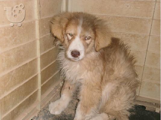 Κουταβακι χαριζεται