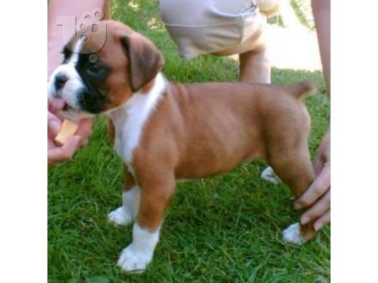 PoulaTo: Μποξερ καθαροαιμο κουταβακι