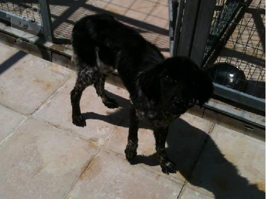 PoulaTo: Σκυλακι ξανα χαριζεται