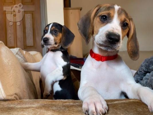 Πανέμορφα κουτάβια Beagle.