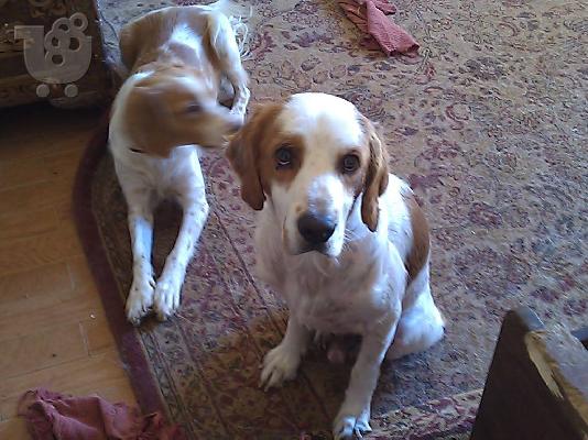 Επανιελακι χαριζεται