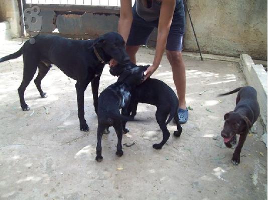 Ομορφα ημιαιμα λαμπραντορ γονεις και κουταβια χαριζονται...