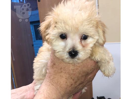 PoulaTo: Τα Super Cute Teacup Maltese