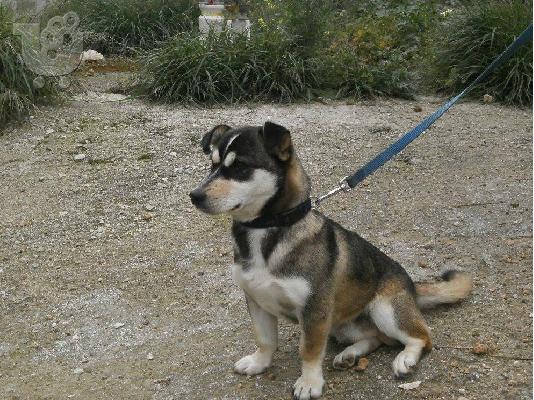 PoulaTo: Μικροσωμο σκυλακι χαριζεται