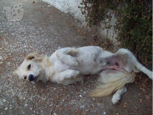 Μικροσωμη σκυλιτσα συντροφιας χαριζεται