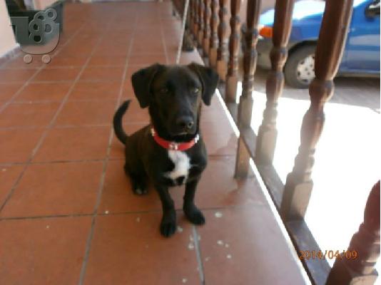 Μικροσωμο σκυλακι χαριζεται