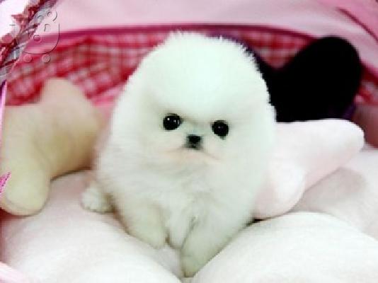PoulaTo: Σπιτς μινι / pomeranian mini