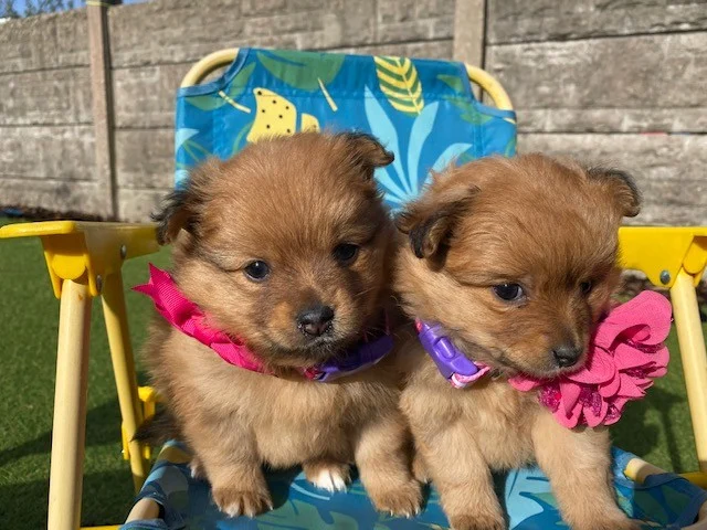 Purebreed Pomeranian