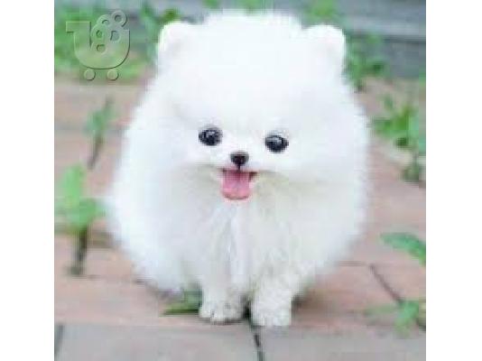 Pomeranian κουτάβια Διαθέσιμο