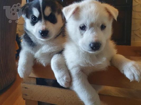 PoulaTo: Νέα απορρίμματα Siberian Huskies