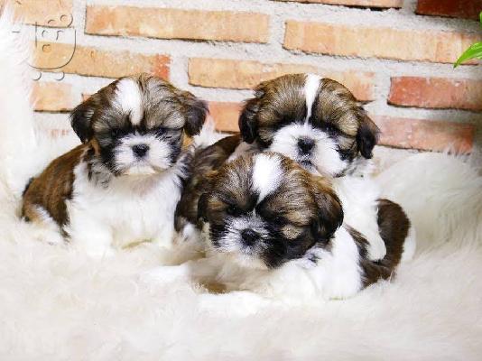 PoulaTo: Τα κουτάβια Shih Tzu είναι έτοιμα
