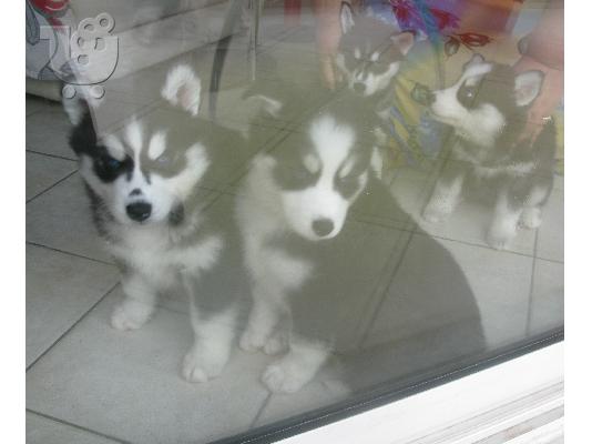 Πωλούνται siberian husky κουτάβια