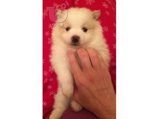 PoulaTo: Σπιτζ καθαροαιμο  κουταβακι