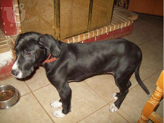 Κουταβουλης χαριζεται