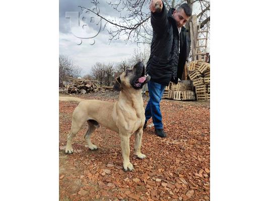 Κουτάβια Presa Canario