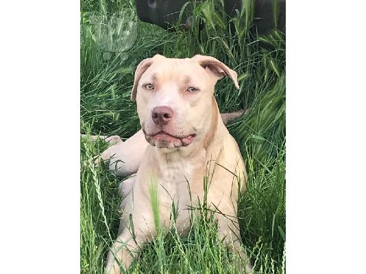 PoulaTo: Pitbull κουτάβια προς πώληση