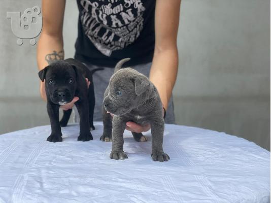 Cane Corso κουτάβια προς πώληση