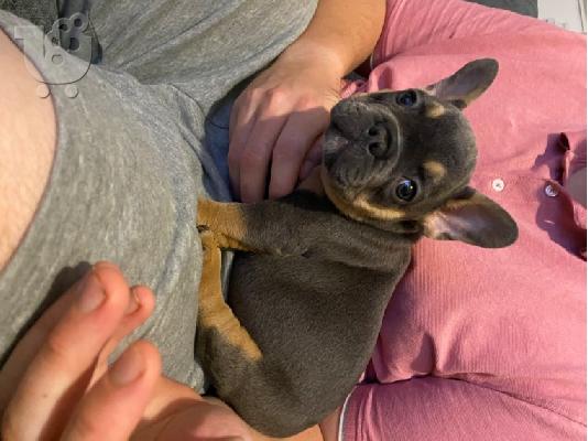 PoulaTo: Κουτάβια AKC FrenchBulldog+34634098453