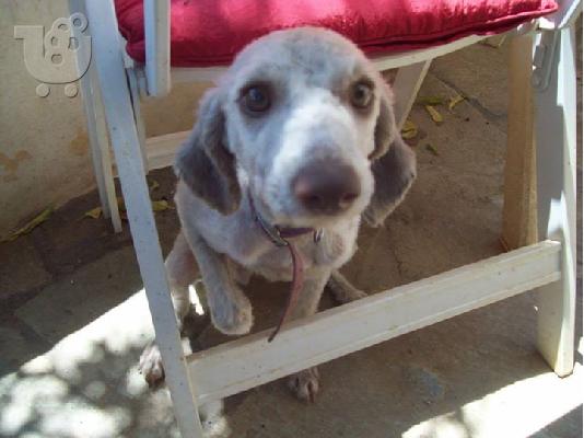 Μικροσωμο σκυλακι συντροφιας χαριζεται