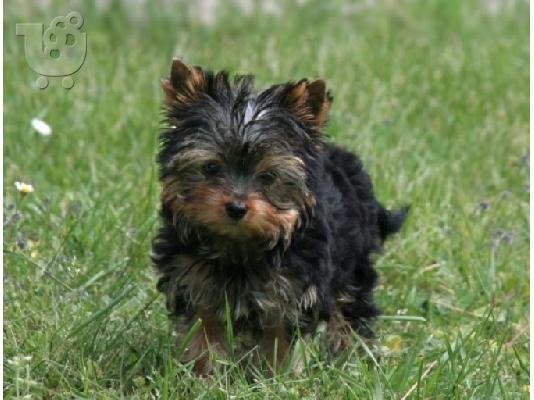 Yorkshire Terrier
