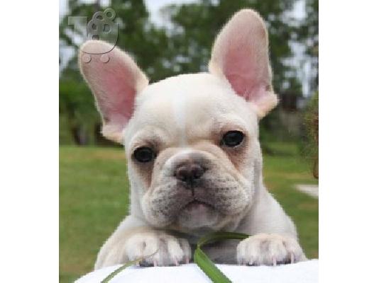 PoulaTo: french bulldog