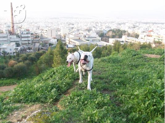 ΠΩΛΟΥΝΤΑΙ ΚΑΘΑΡΟΑΙΜΑ ΚΟΥΤΑΒΙΑ DOGO ARGENTINO