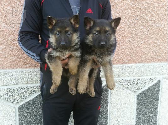 German Shepherd καθαροαιμα κουταβακια Κ-9 αθηνα κρητη 6940048695...