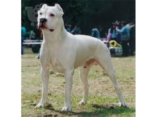 Dogo Argentino καθαροαιμα κουταβια 6979314054 ΚΡΗΤΗ