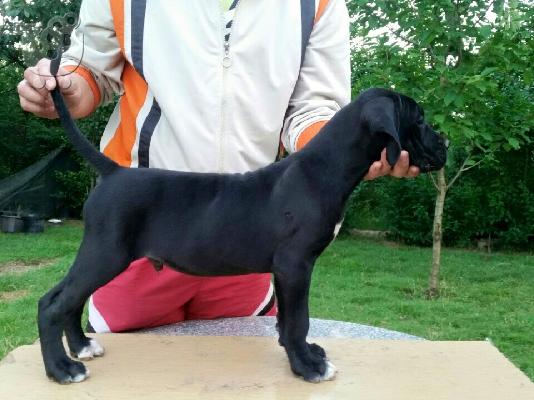 Cane Corso καθαροαιμα κουταβακια 6988190151 ΑΘΗΝΑ/ΘΕΣΣΑΛΟΝΙΚΗ...