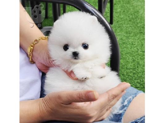 PoulaTo: Πωλούνται κουτάβια Pomeranian.