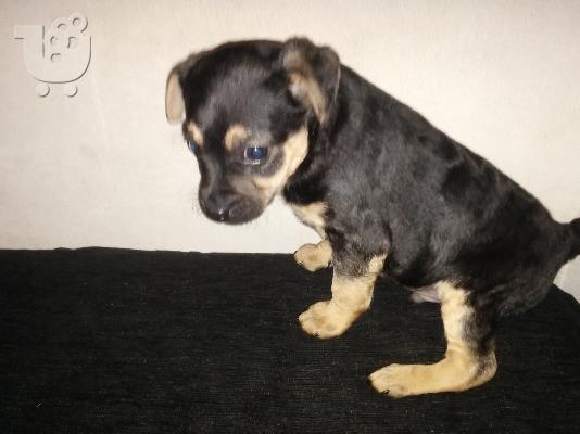 2 mhnwn chihuahua arsenika