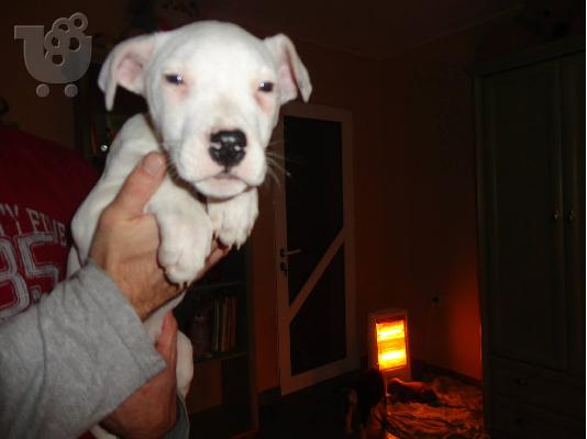 dogo argentino