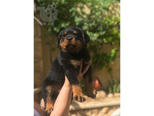 PoulaTo: Κουτάβι rottweiler με pedigree