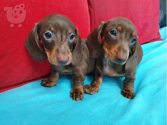 PoulaTo: Κουτάβια Dachshund έτοιμα τώρα
