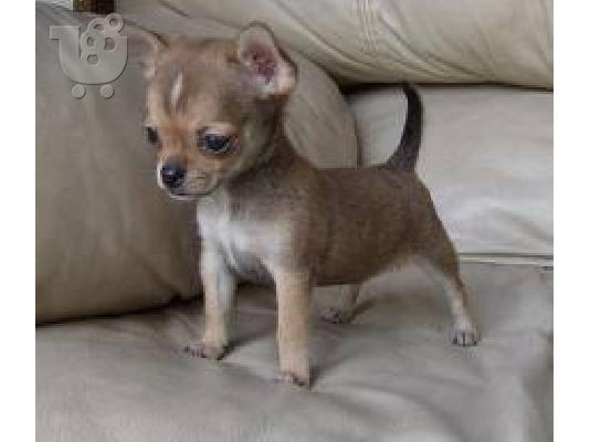 Τσιουαουα καθαροαιμο κουταβακι