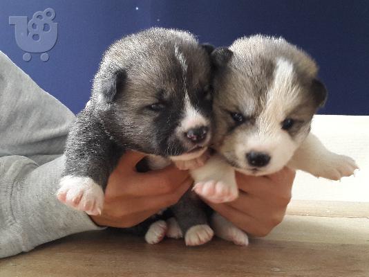 AKITA INU KOYTABIA