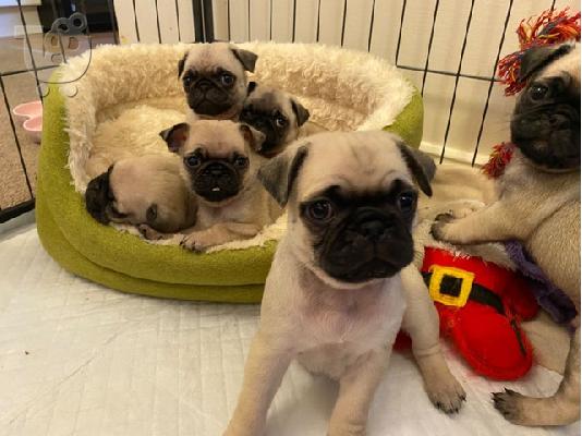 PoulaTo: Γενεαλογικά κουτάβια Pug
