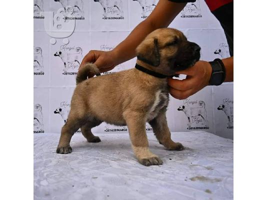 Τουρκικό Kangal κουτάβια προς πώληση