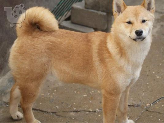 Shiba Inu κουτάβια προς πώληση