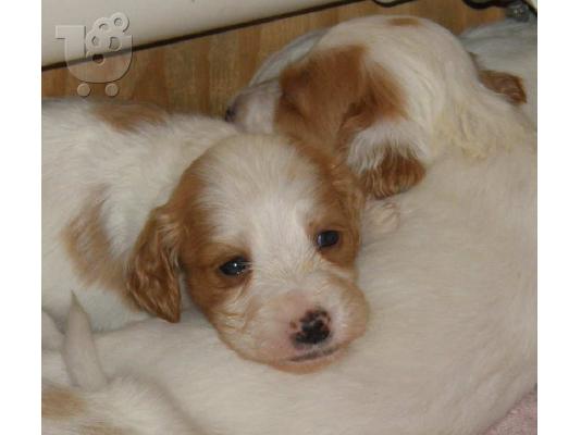 PoulaTo: σεττερ καθαροαιμο