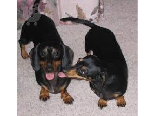 Ντατσχαουντ καθαροαιμο κουταβακι