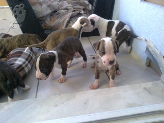 PIT-BULL Staffordshire