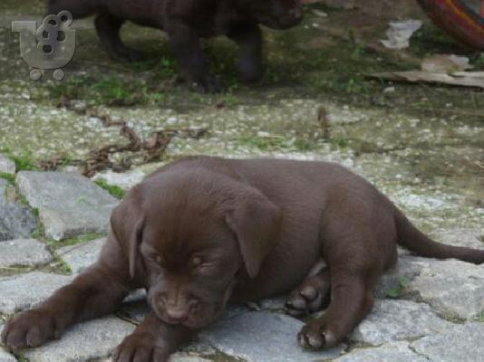 LABRADOR chocolate