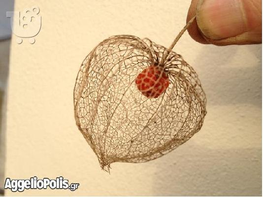 Lantern Seed - Κοκκινο Groundcherry - 50 Σποροι
