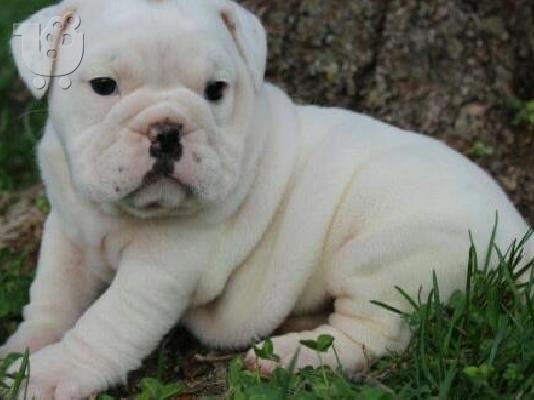 PoulaTo: αρσενικό αγγλικά μπουλντόγκ για υιοθεσία