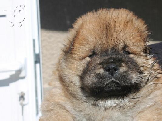 τσαου-τσαου