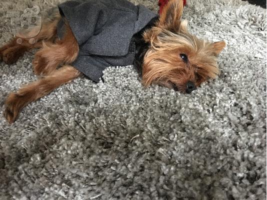 Ζητειται θυλυκο yorkshire terrier για ζευγαρωμα