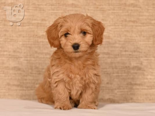 PoulaTo: Havanese Bichon κουτάβια προς πώληση