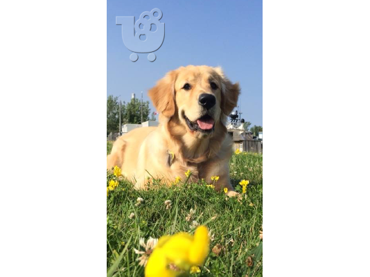 golden retriever