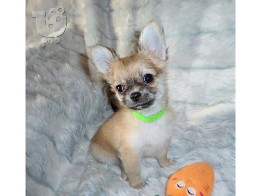 Kc chihuahua έτοιμη